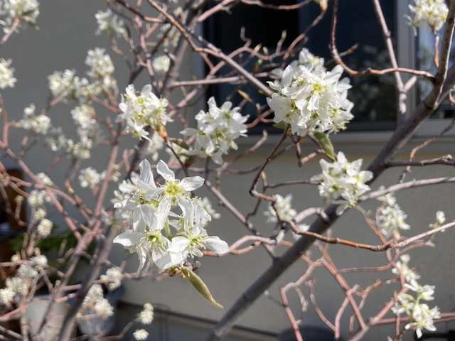 ジューンベリーの花のアップ