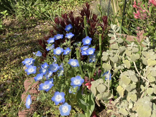 ネモフィラの花