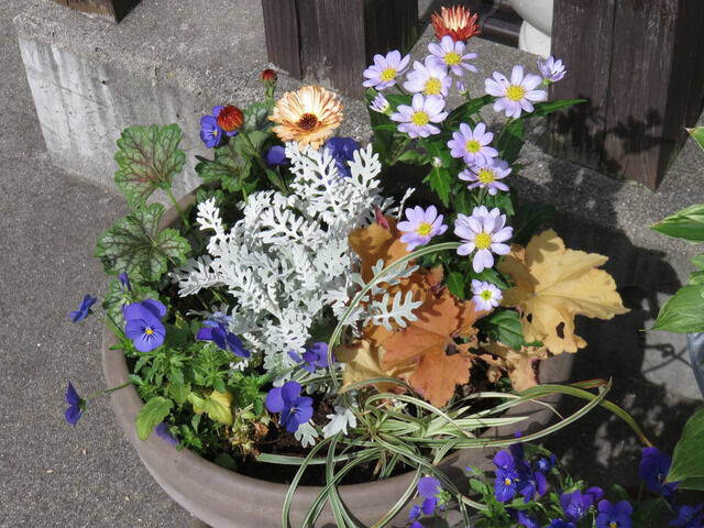 春の寄せ植え