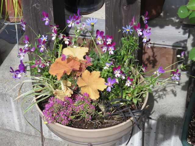 ビオラとブルーデージーの寄せ植え