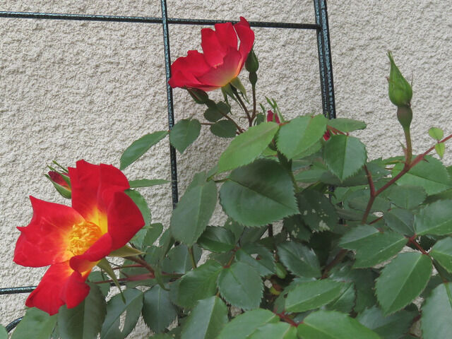 カクテルの開花