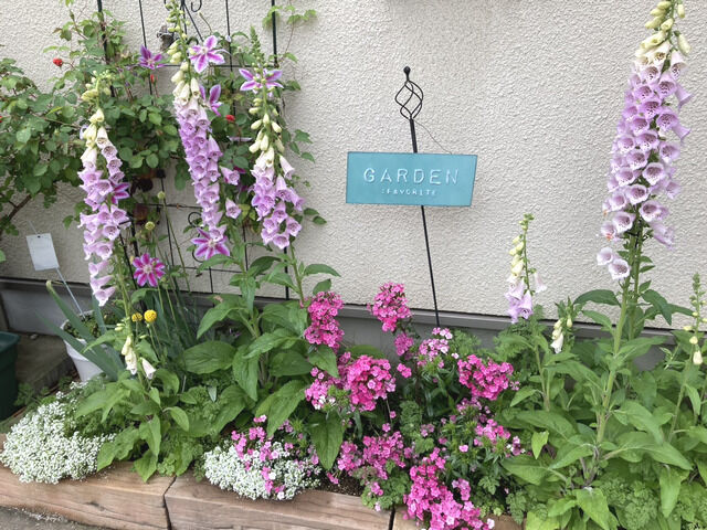 ジギタリスとダイアンサス・ジョルトの花壇