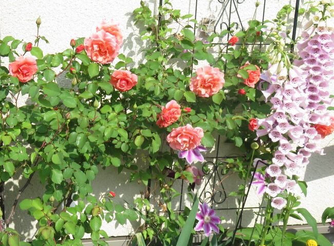 サンセットグロウの花の様子
