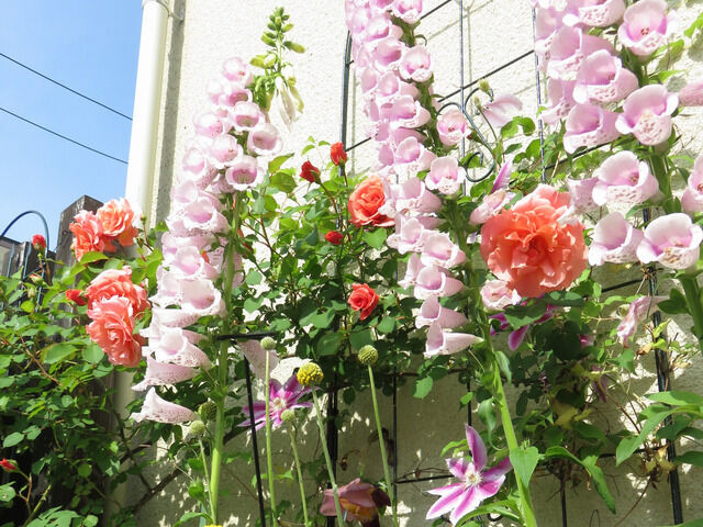 サンセットグロウの花の様子