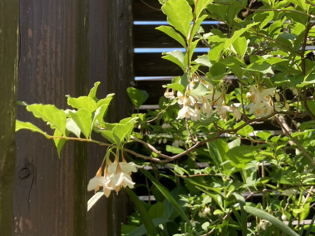 エゴノキの花