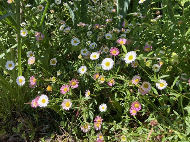 エリゲロンの花
