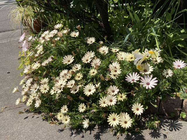 オステオスペルマムの花