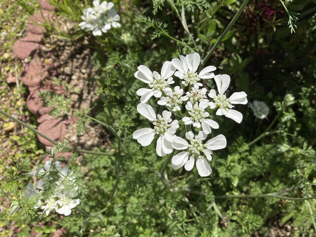 オルレアの花