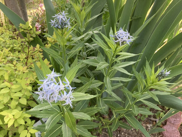 チョウジソウの花