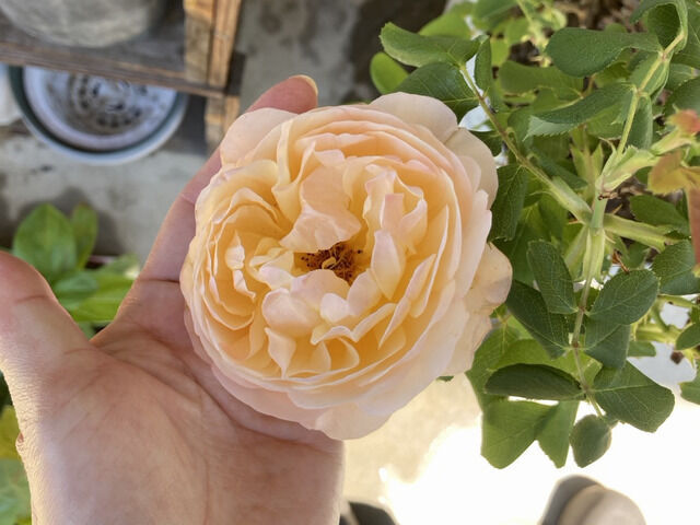 ロアルドダールの花
