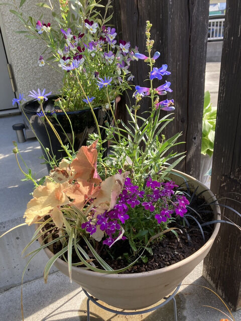 ペンステモンを使った寄せ植え