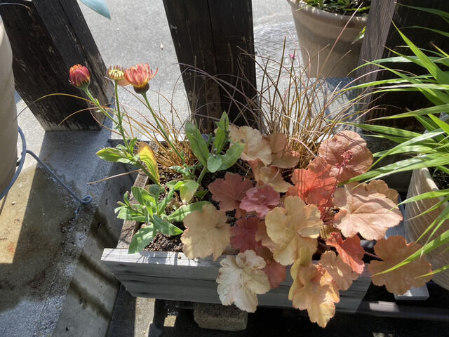カレンデュラとヒューケラの寄せ植え
