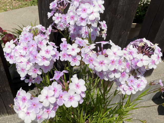 フロックス・オープニングアクトの花