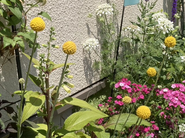 クラスペディア・グロボーサの花