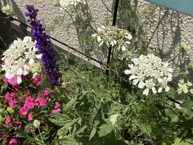 オルレアとサルビア