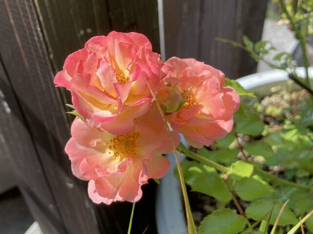 ピーチドリフトの花