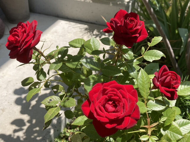 ラバグルートの花