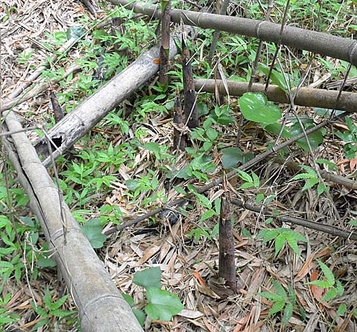 f:id:tonji44:20180519171121j:plain f:id:tonji44:20180519171121j:plain