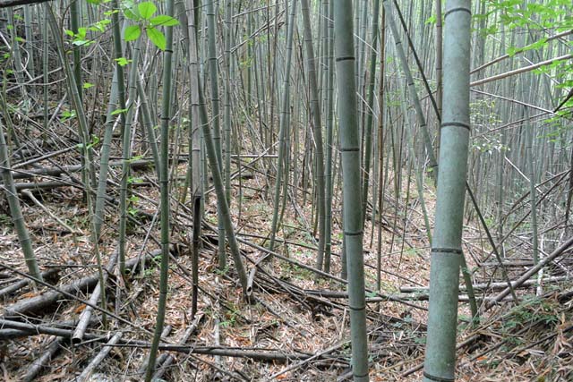 f:id:tonji44:20180519171918j:plain f:id:tonji44:20180519171918j:plain