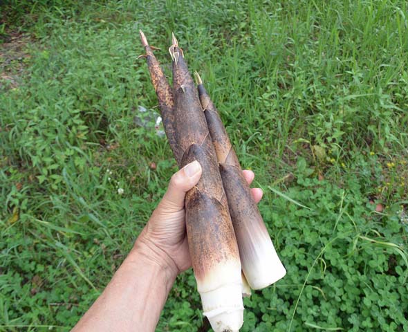 f:id:tonji44:20180519172434j:plain f:id:tonji44:20180519172434j:plain