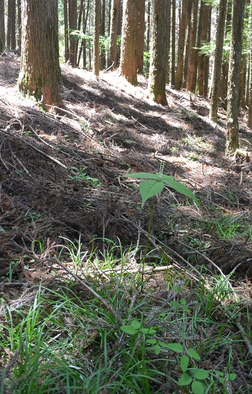 f:id:tonji44:20180521134251j:plain f:id:tonji44:20180521134251j:plain