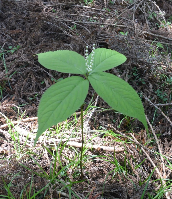 f:id:tonji44:20180521134603j:plain f:id:tonji44:20180521134603j:plain