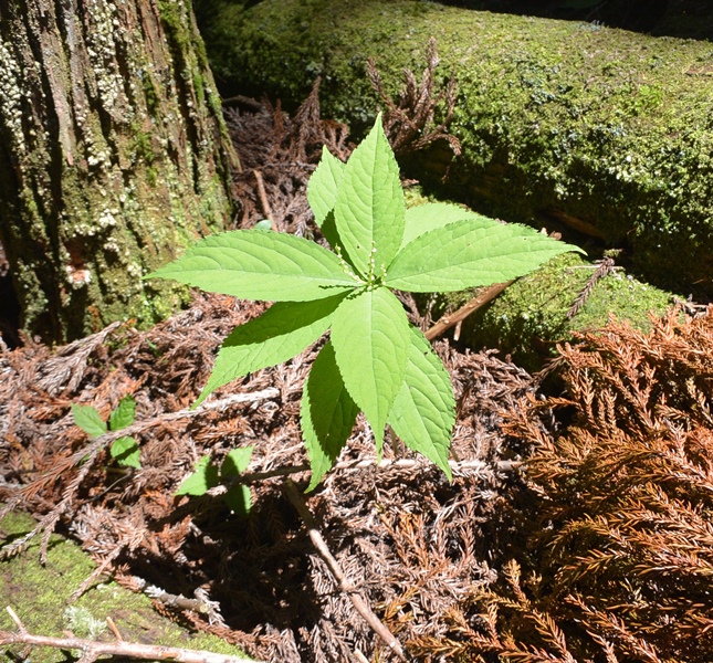 f:id:tonji44:20180521134813j:plain f:id:tonji44:20180521134813j:plain