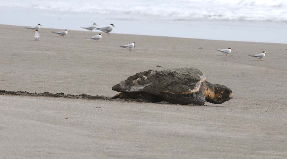 f:id:tonji44:20180604204245j:plain