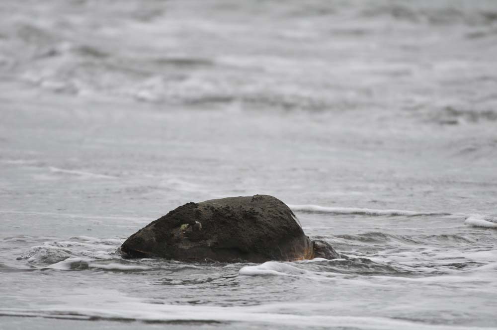 f:id:tonji44:20180604204355j:plain