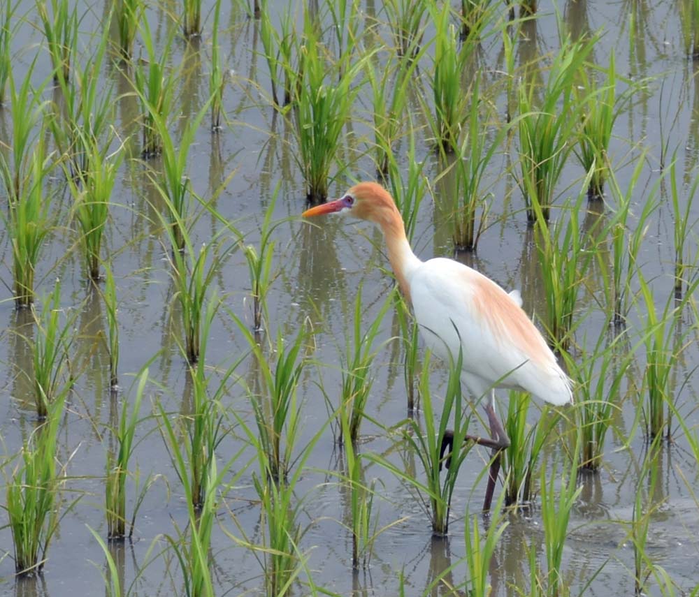 f:id:tonji44:20180605192721j:plain