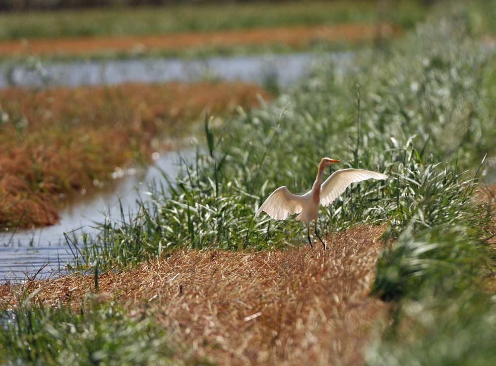 f:id:tonji44:20180605192747j:plain