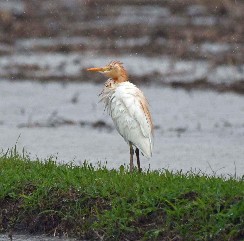 f:id:tonji44:20180605193318j:plain