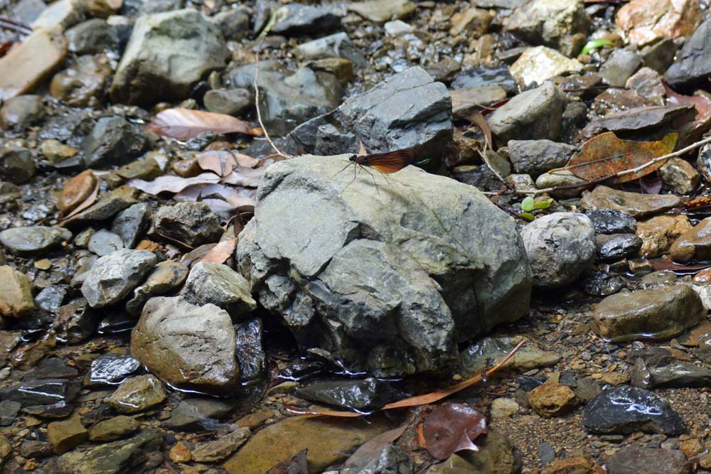 f:id:tonji44:20180616133335j:plain