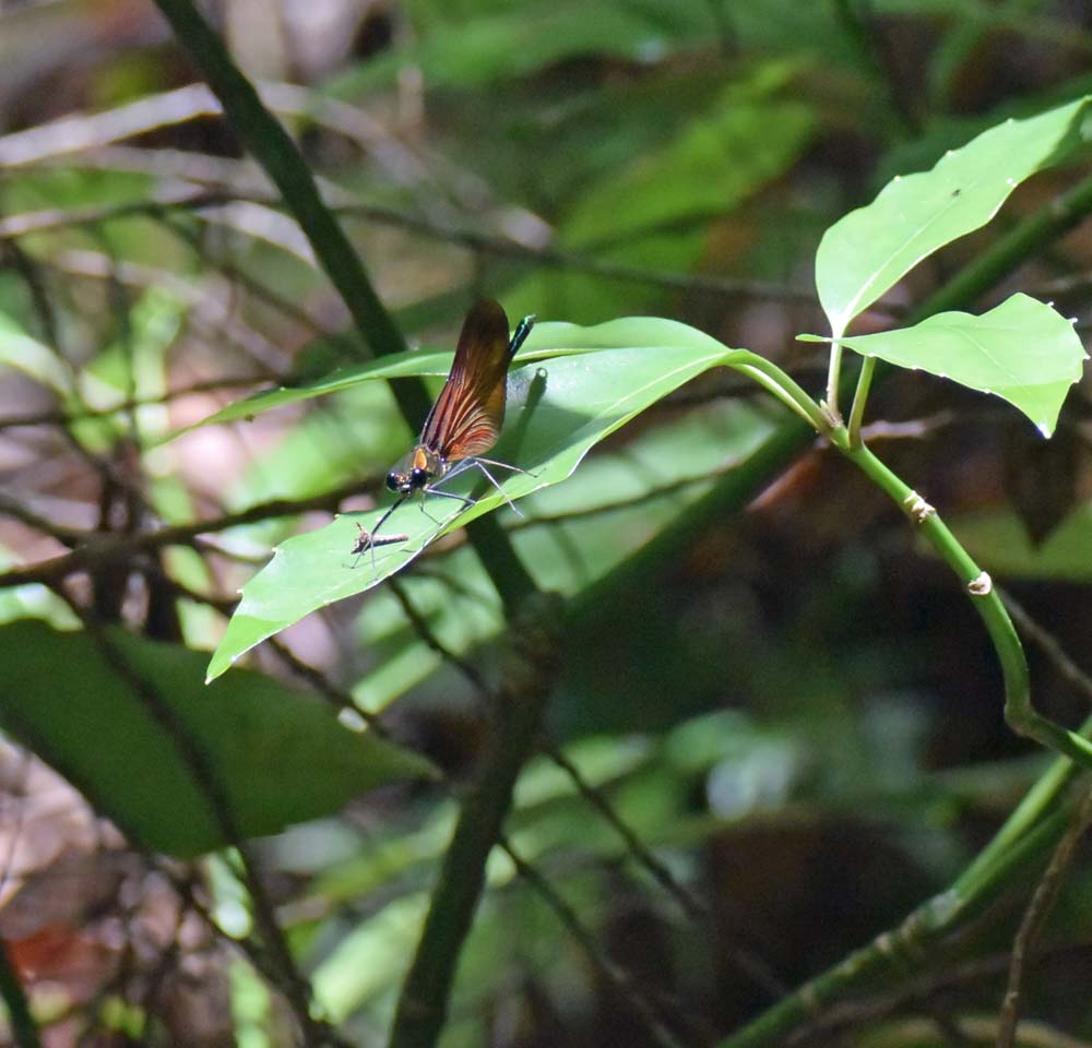 f:id:tonji44:20180616133413j:plain