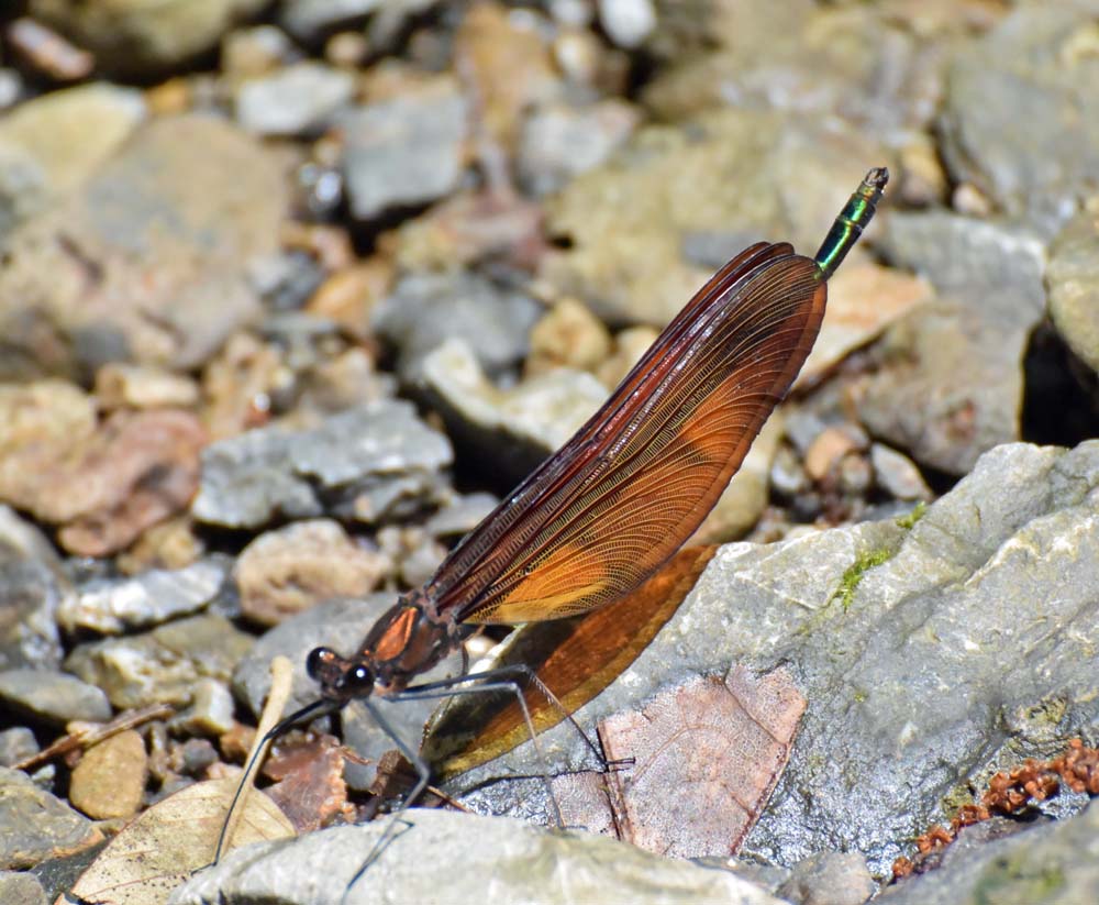 f:id:tonji44:20180616133446j:plain