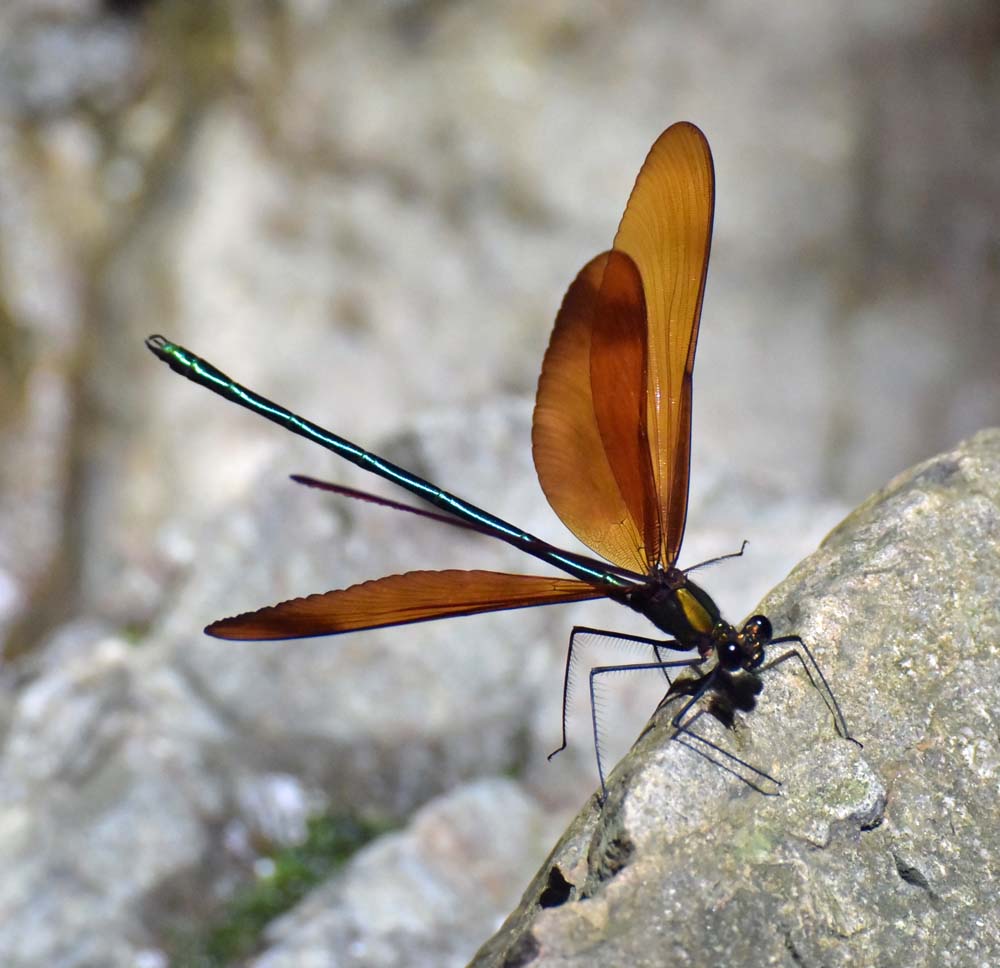 f:id:tonji44:20180616133506j:plain