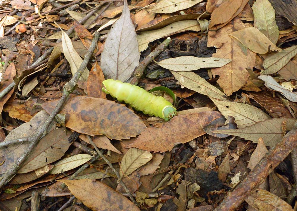 f:id:tonji44:20180617164208j:plain f:id:tonji44:20180617164208j:plain