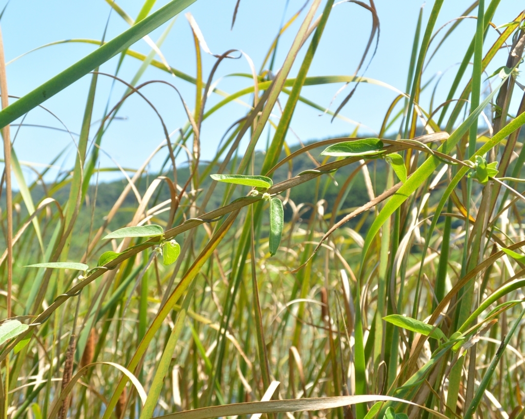 f:id:tonji44:20180719163017j:plain f:id:tonji44:20180719163017j:plain