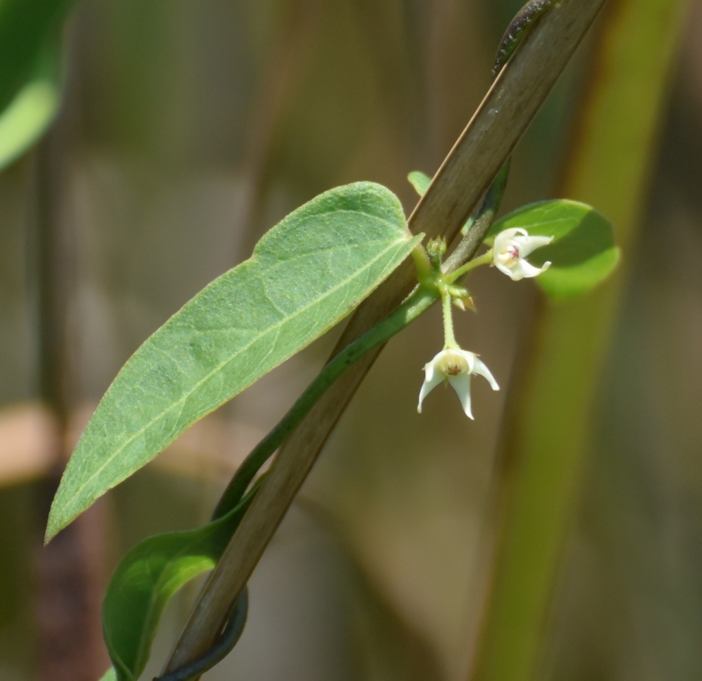 f:id:tonji44:20180719163216j:plain f:id:tonji44:20180719163216j:plain