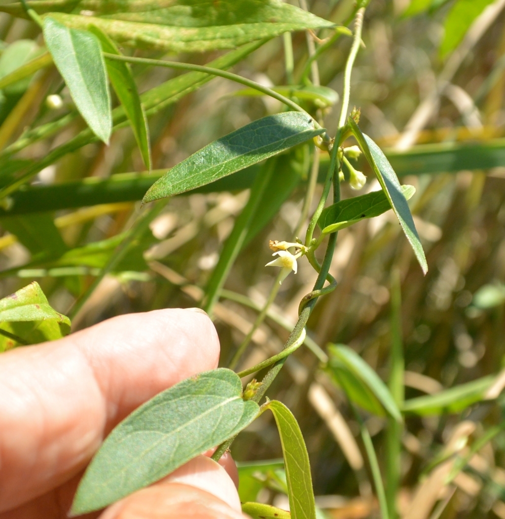 f:id:tonji44:20180719163328j:plain f:id:tonji44:20180719163328j:plain