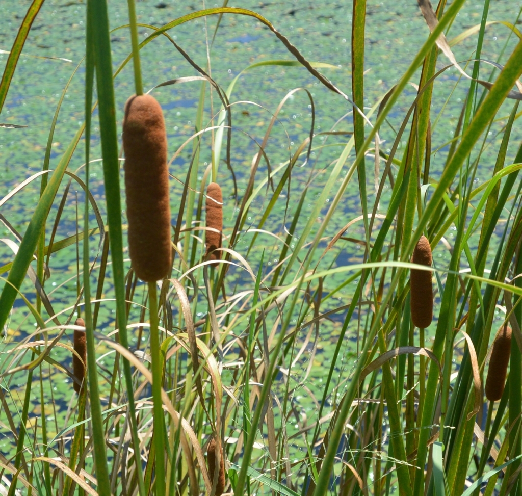 f:id:tonji44:20180719163608j:plain f:id:tonji44:20180719163608j:plain