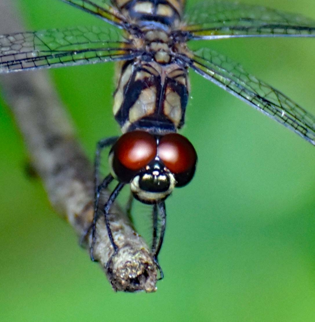 f:id:tonji44:20180729171438j:plain