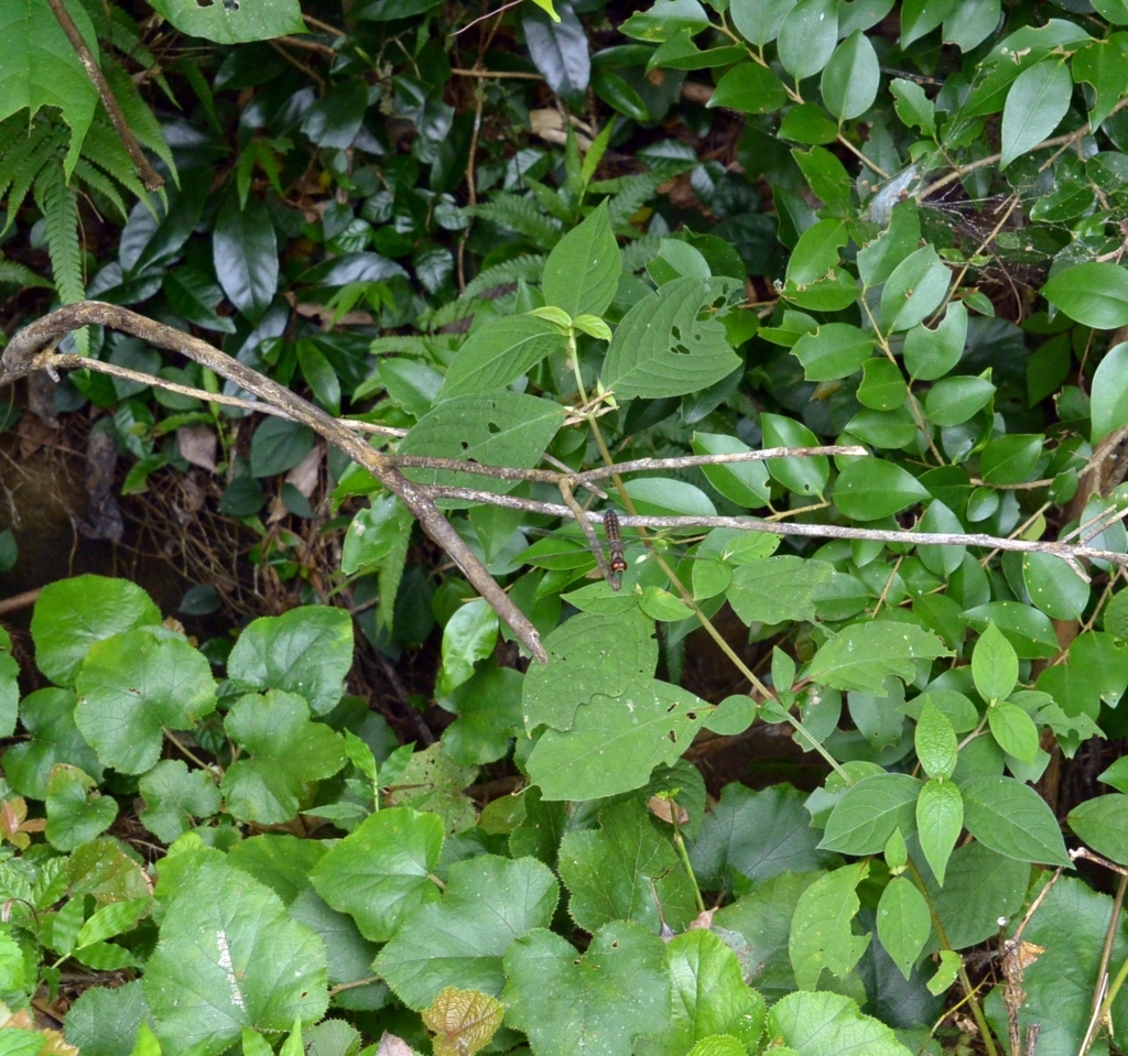 f:id:tonji44:20180729171457j:plain