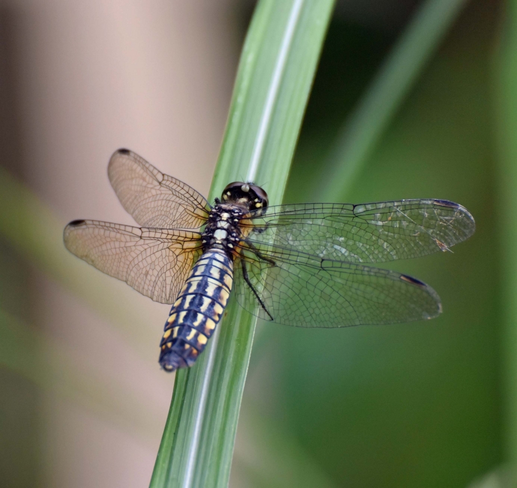 f:id:tonji44:20180729171742j:plain