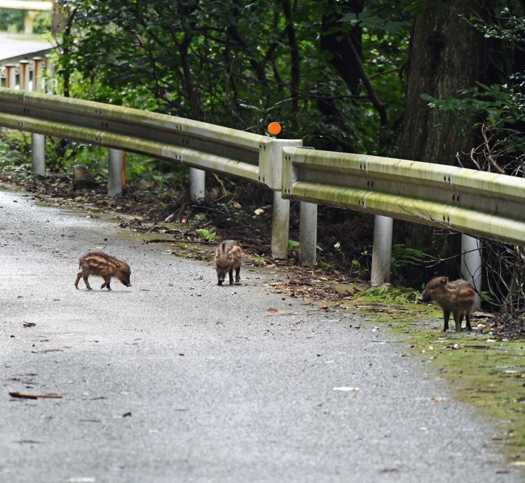 f:id:tonji44:20180817191331j:plain