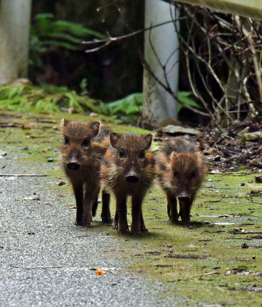 f:id:tonji44:20180817191418j:plain