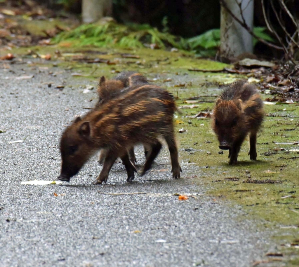 f:id:tonji44:20180817191525j:plain