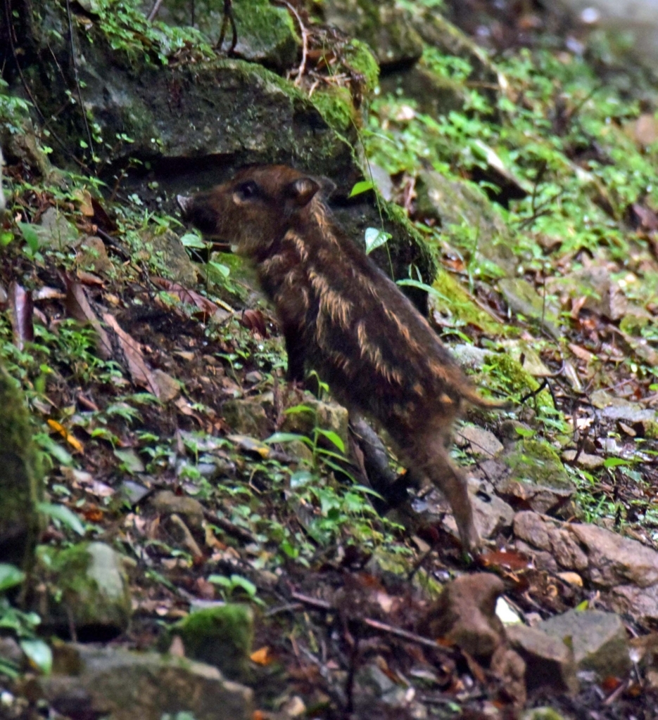 f:id:tonji44:20180817191629j:plain