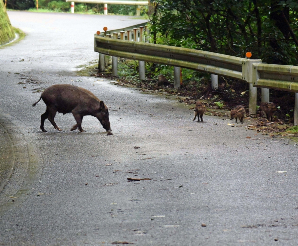 f:id:tonji44:20180817191710j:plain