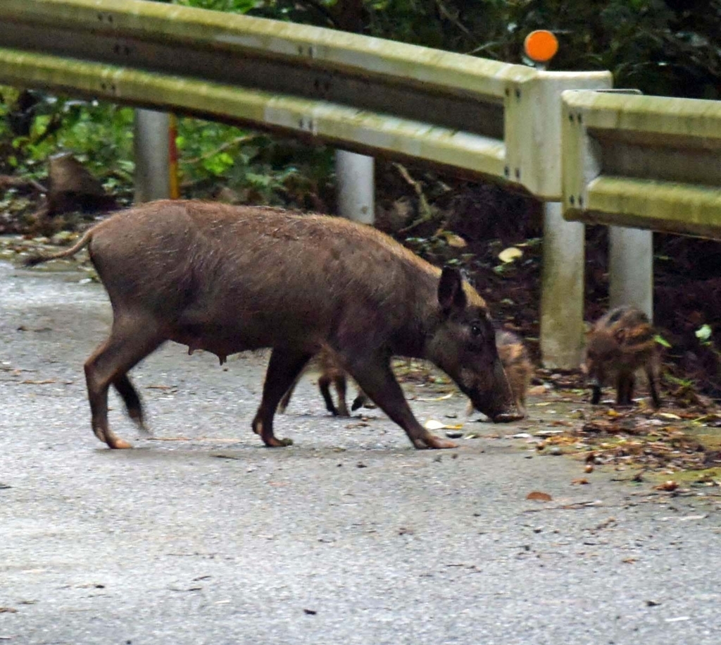 f:id:tonji44:20180817191803j:plain